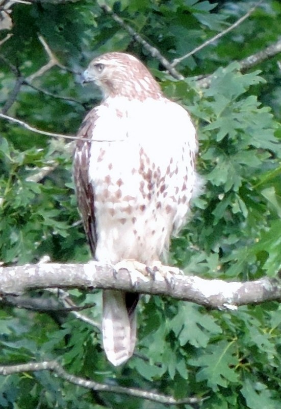 Red-tailed Hawk - ML105537911