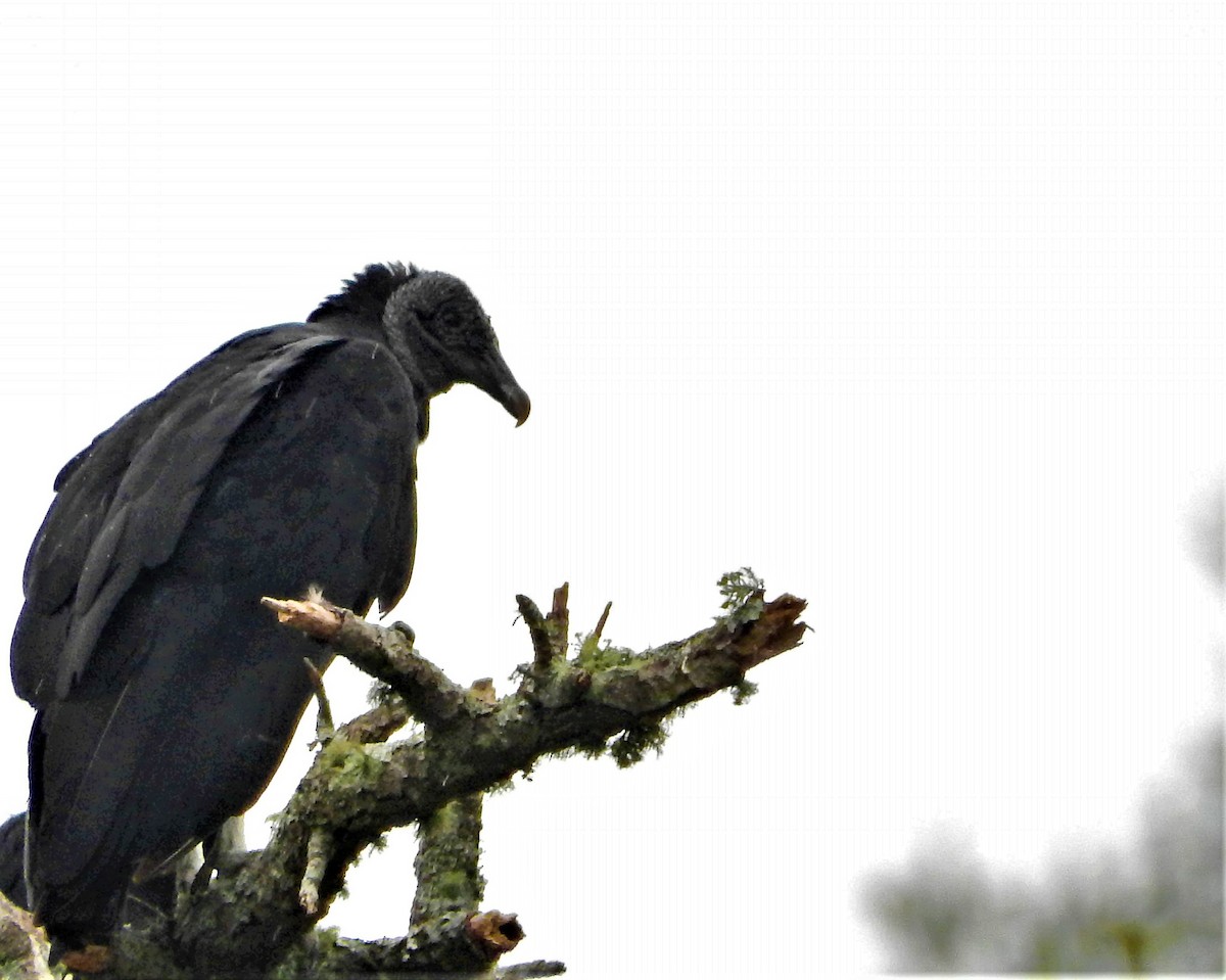 Black Vulture - Laura Magallanes