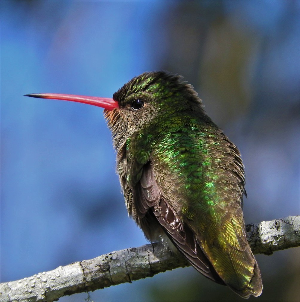 Gilded Hummingbird - Laura Magallanes