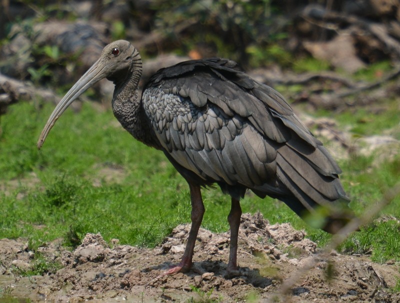 ibis obrovský - ML105539761