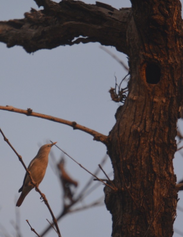 Chestnut-tailed Starling - Simon Tonge