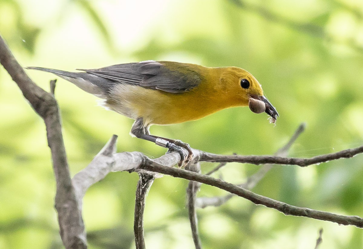 Prothonotary Warbler - ML105541851