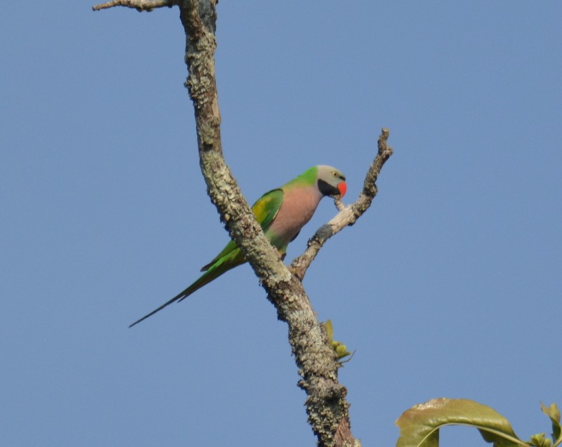 Red-breasted Parakeet - ML105542001
