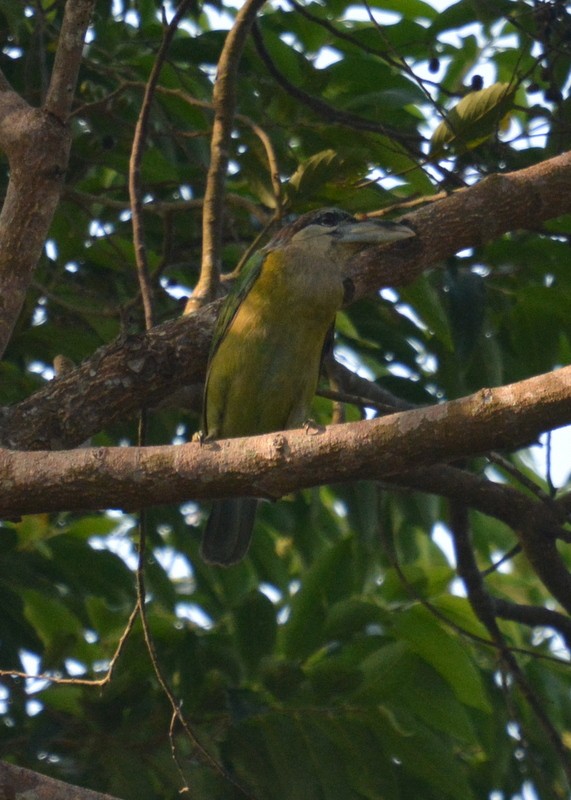 Red-vented Barbet - ML105542301