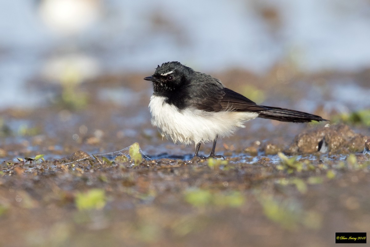 Willie-wagtail - ML105543131
