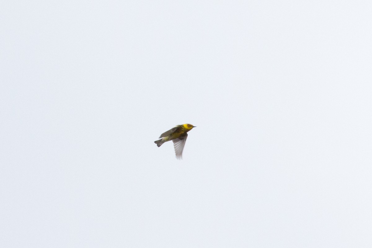 Cape May Warbler - ML105543871