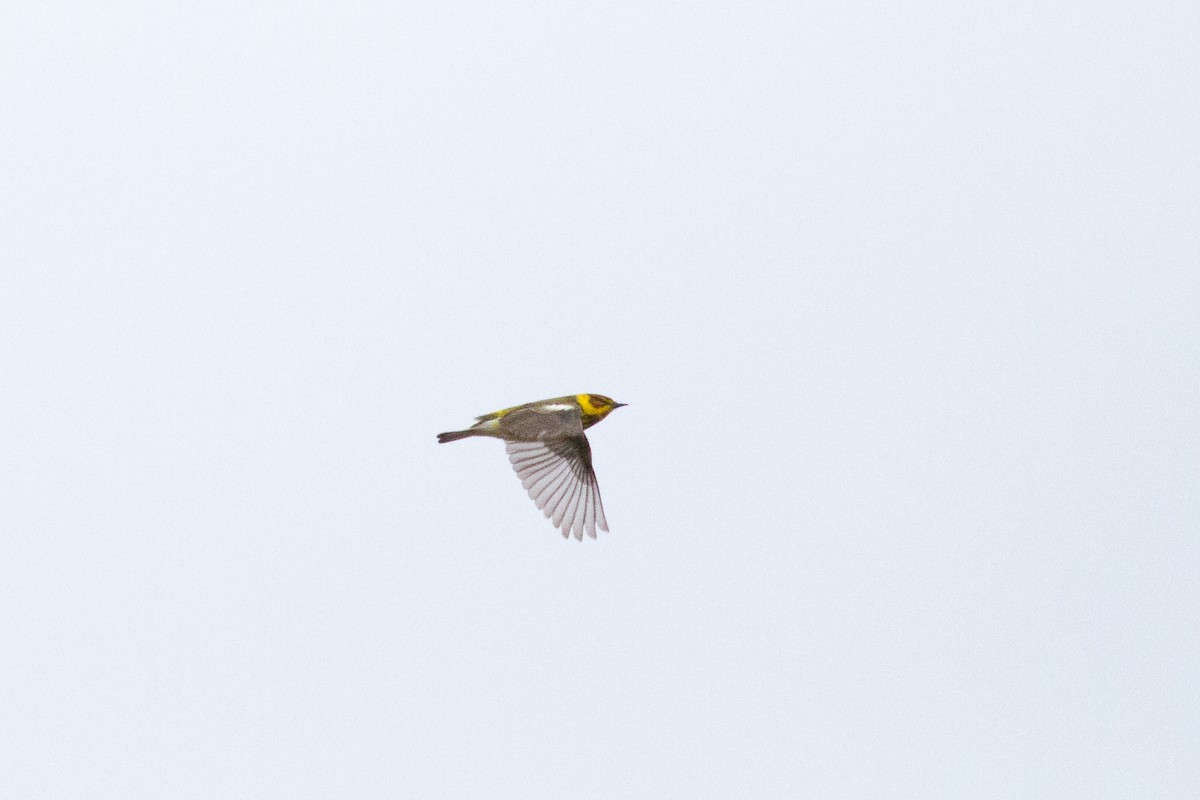 Cape May Warbler - ML105543881