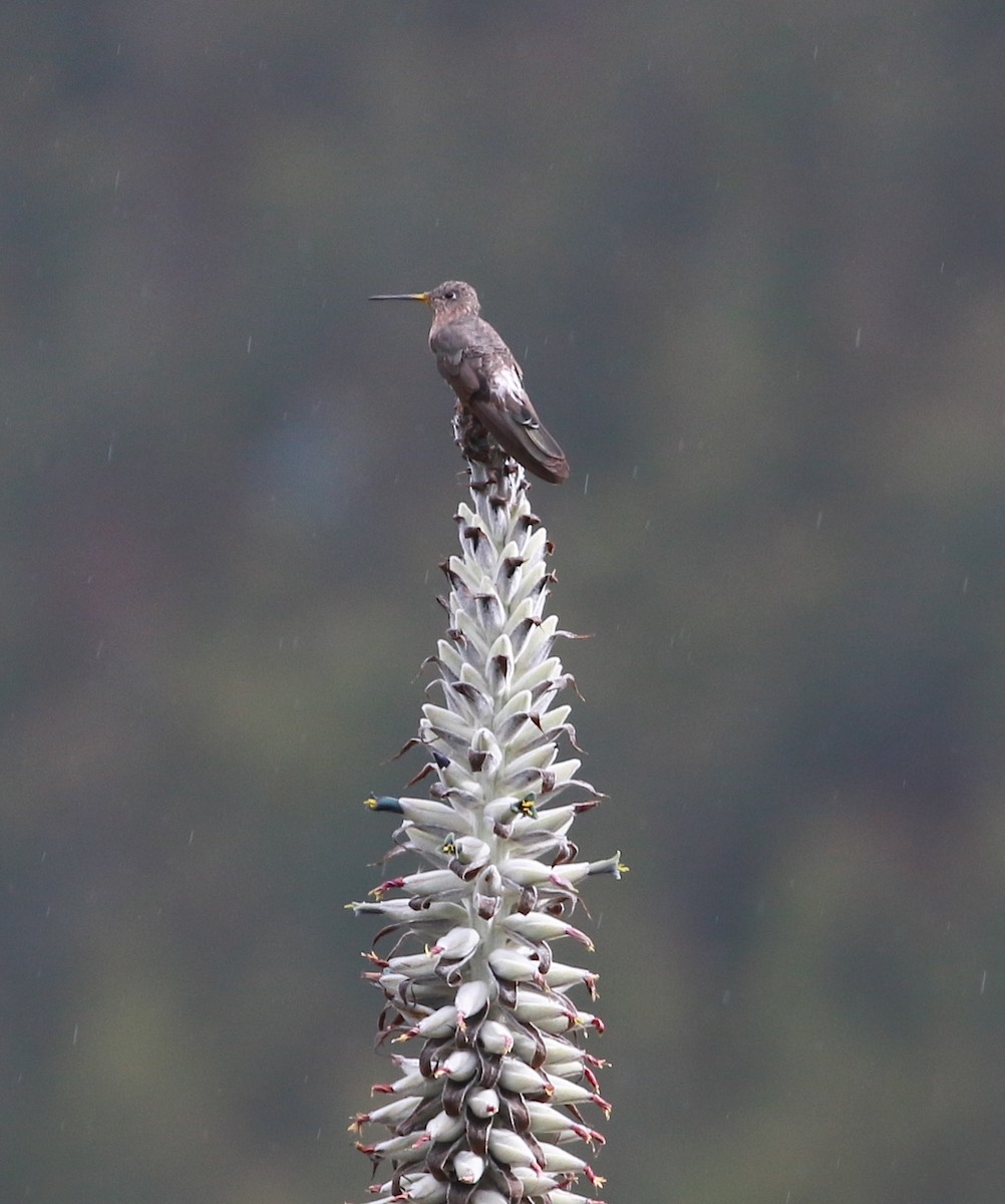 Giant Hummingbird - David Stejskal