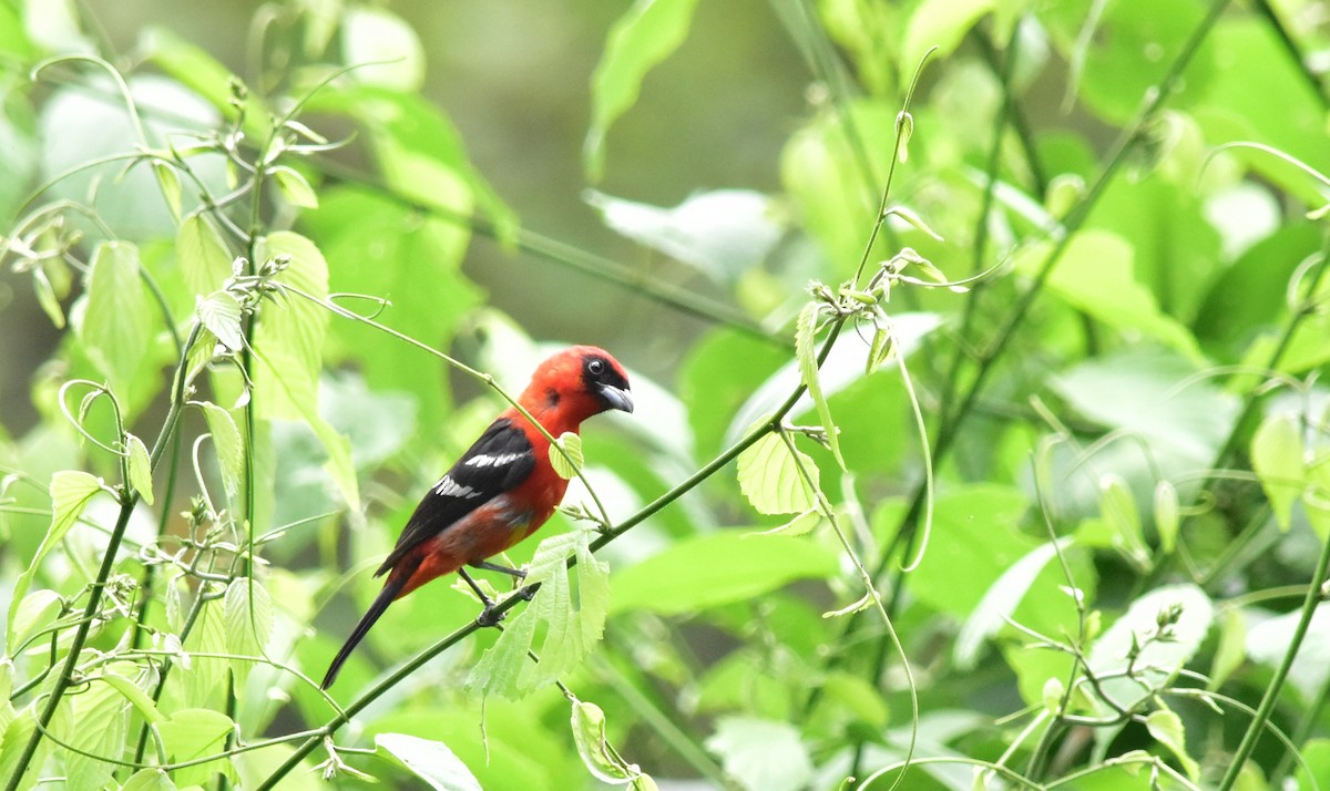 White-winged Tanager - ML105545321