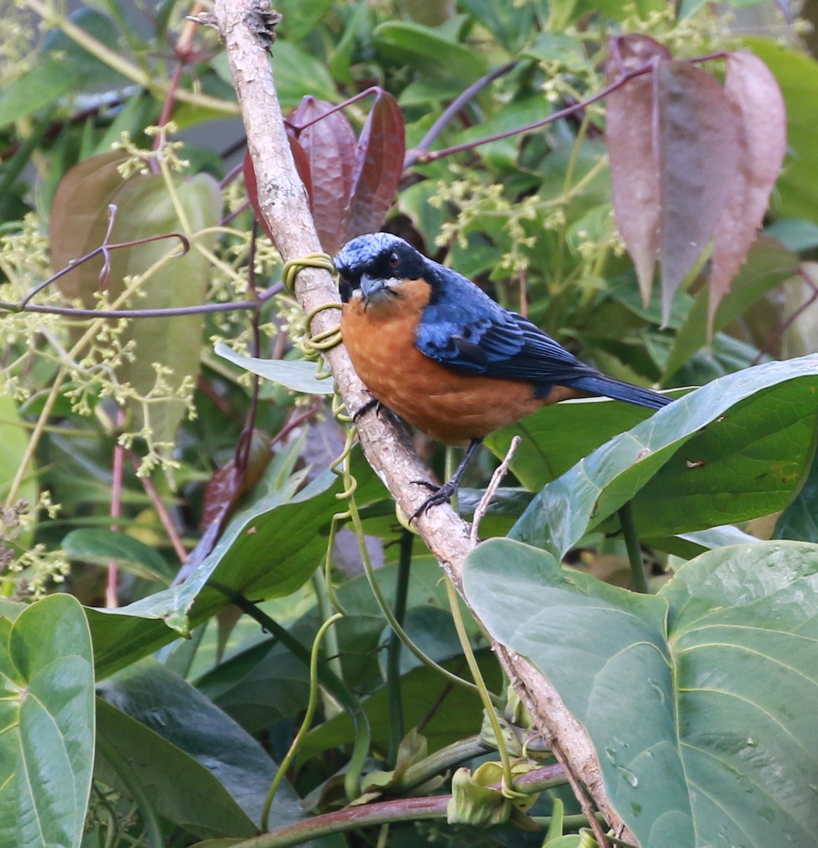 Chestnut-bellied Mountain Tanager - ML105546911