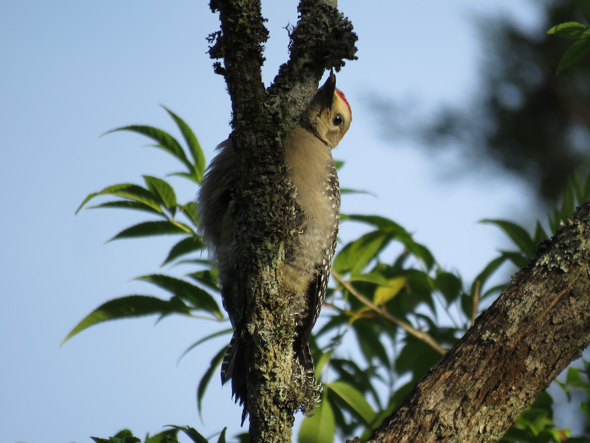 Golden-fronted Woodpecker - ML105548561