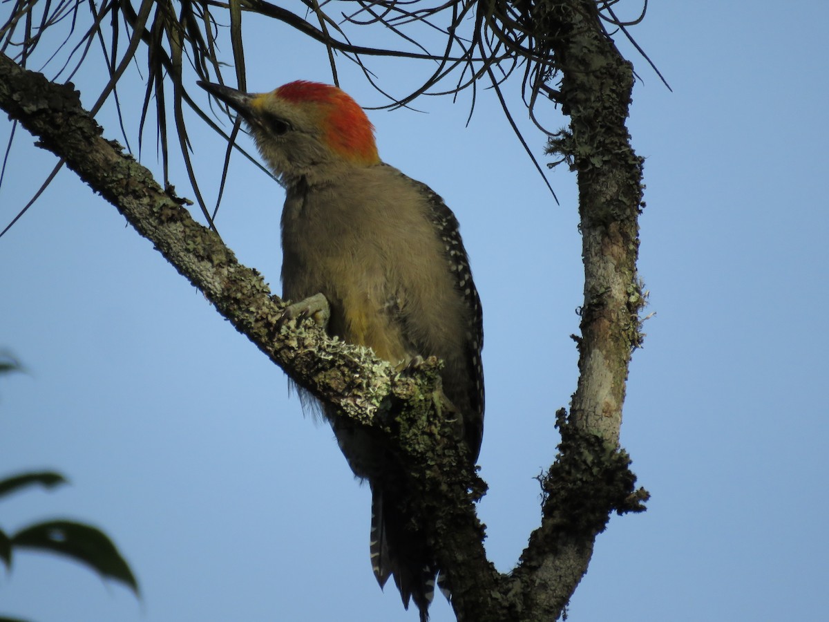 Golden-fronted Woodpecker - ML105548601