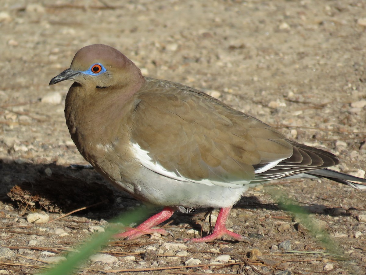 White-winged Dove - Mayron McKewy Mejia