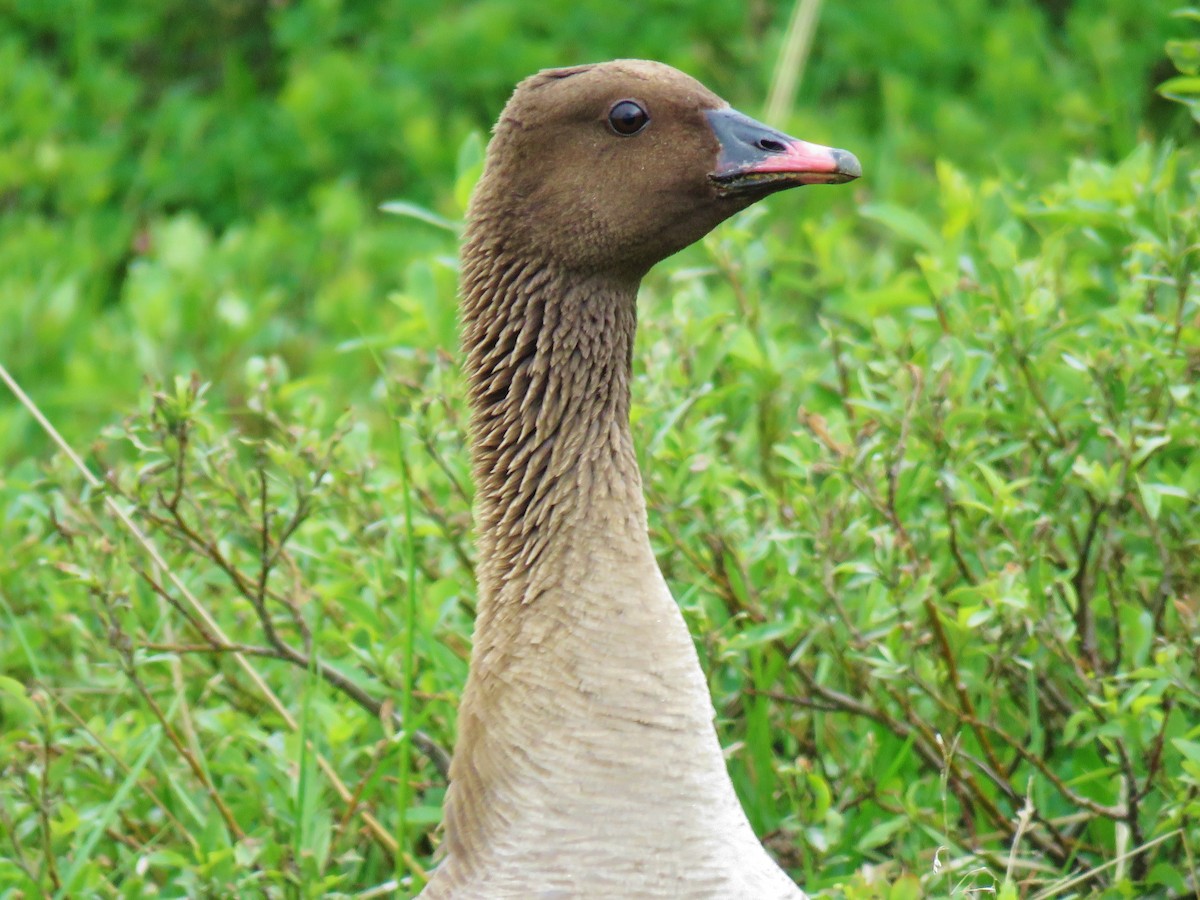 Pink-footed Goose - Thomas Gibson