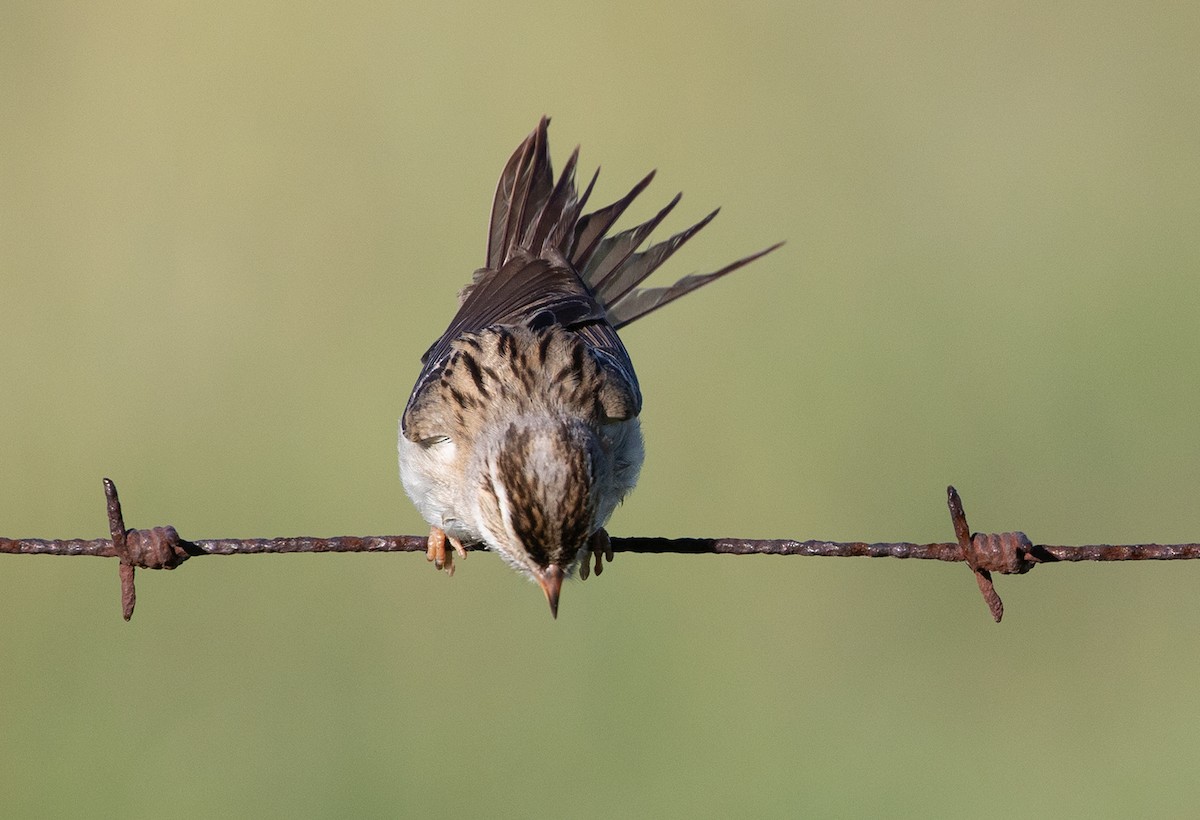 Clay-colored Sparrow - ML105550661