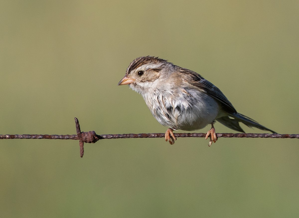 Clay-colored Sparrow - ML105550671