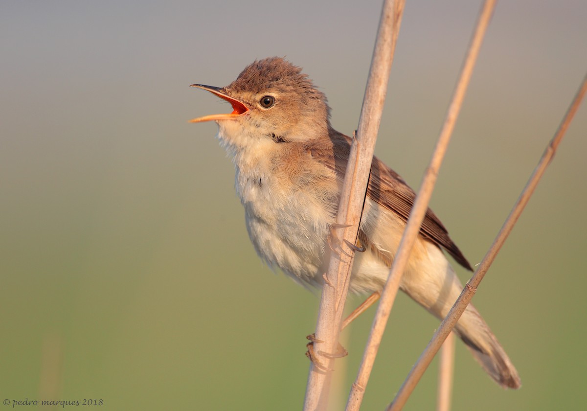 Common Reed Warbler - Pedro Marques