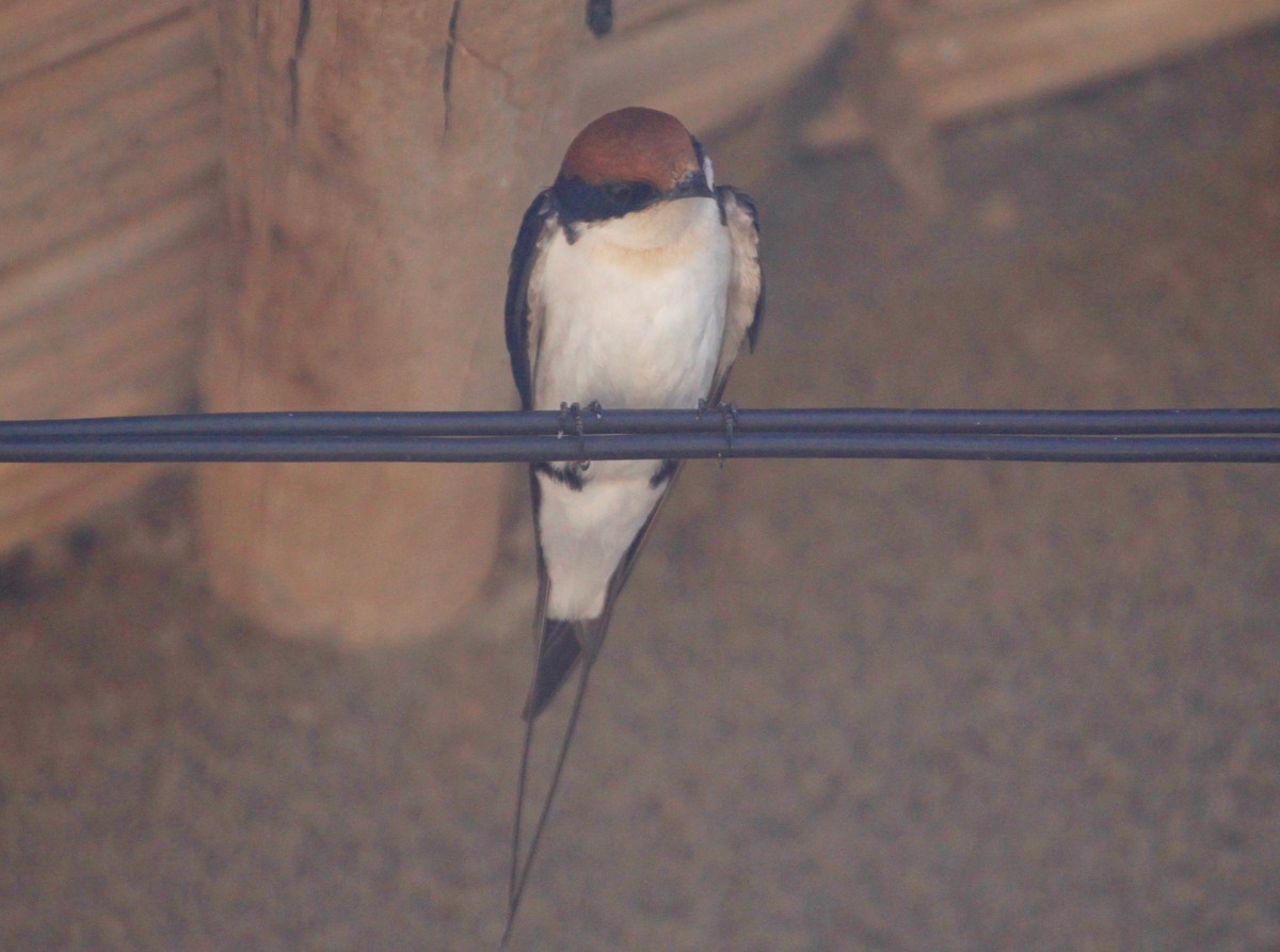 Wire-tailed Swallow - ML105554411
