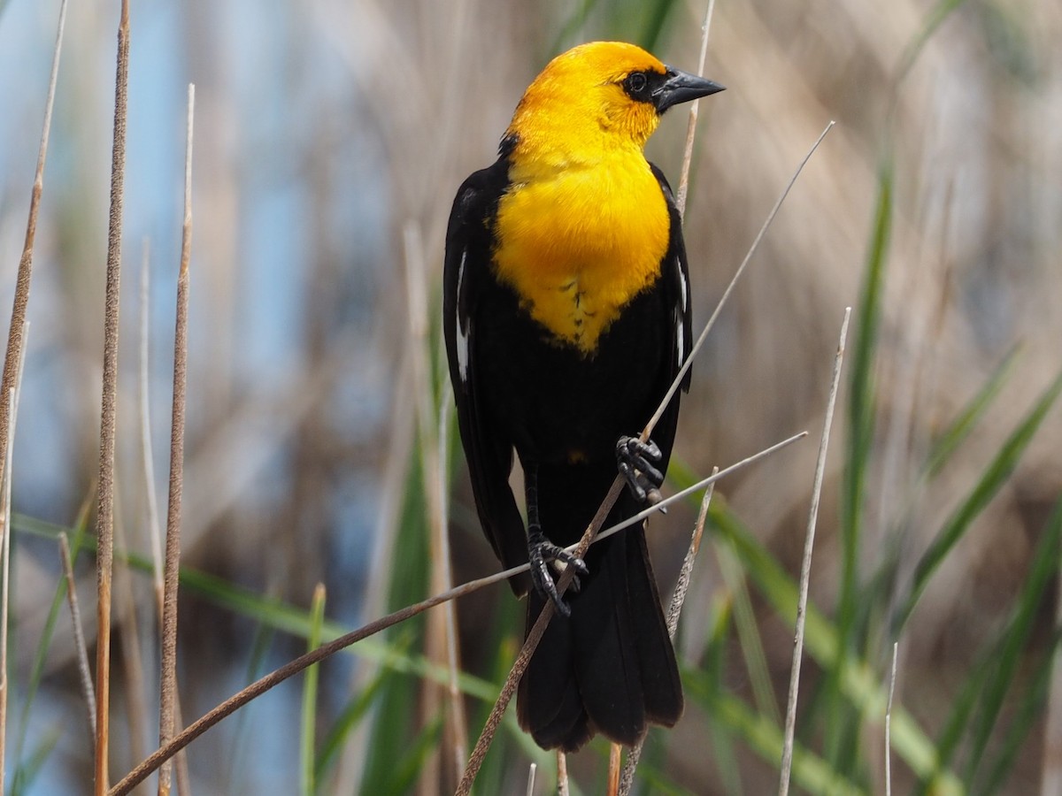 Yellow-headed Blackbird - Lonnie Somer