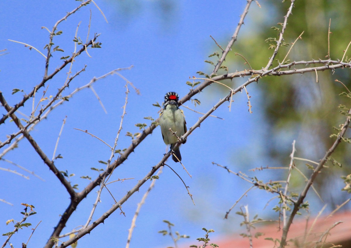 Red-fronted Tinkerbird - ML105555621