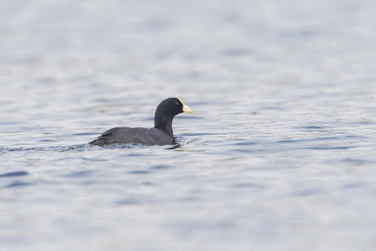 White-winged Coot - ML105555881