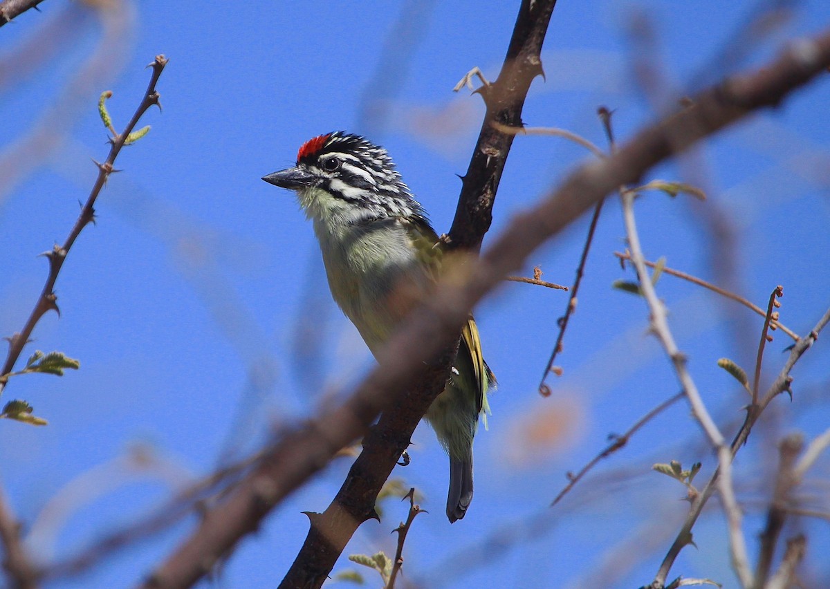 Red-fronted Tinkerbird - ML105556271