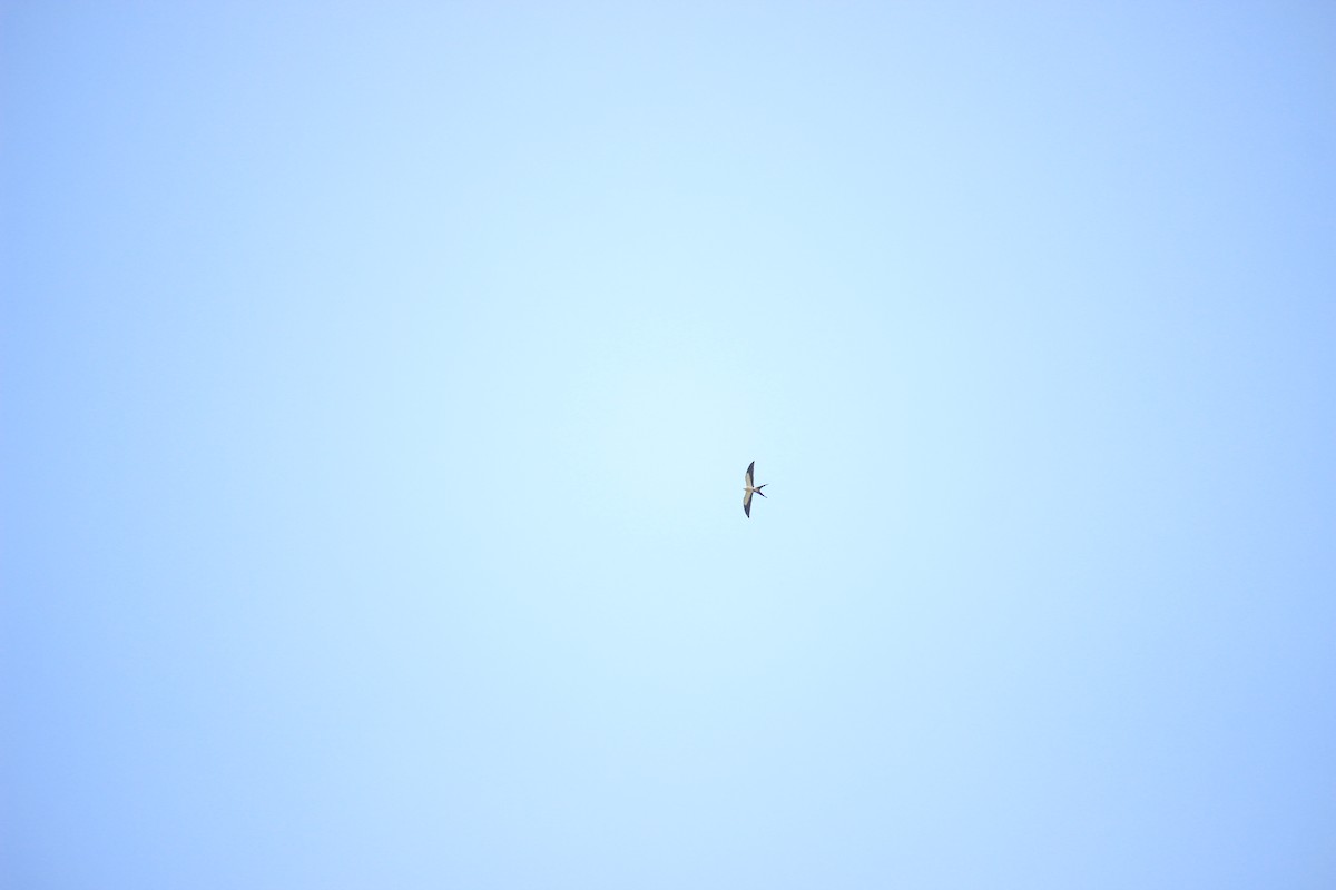 Swallow-tailed Kite - ML105556611