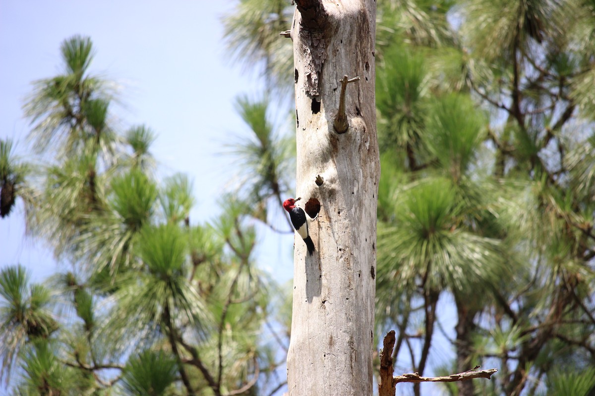 Red-headed Woodpecker - ML105556891