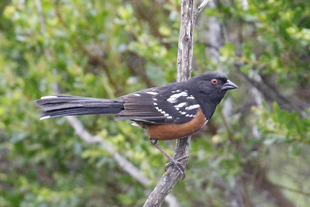 Spotted Towhee - ML105557101