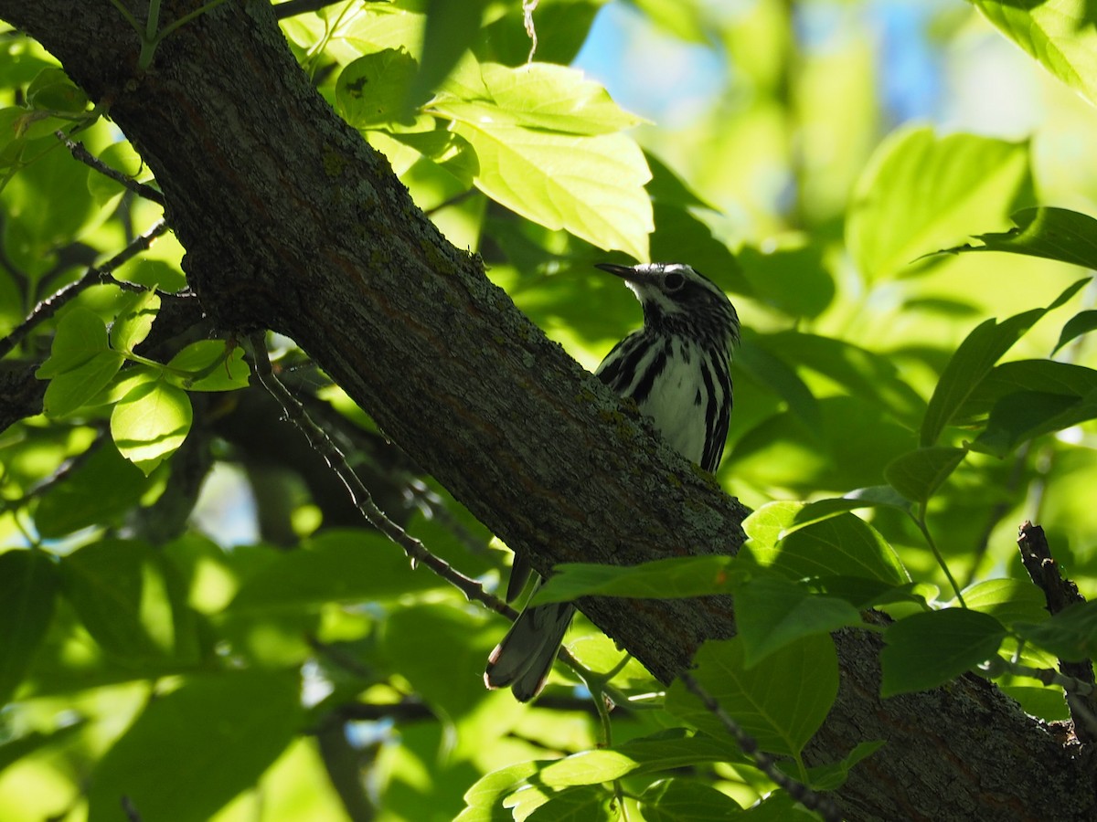 Black-and-white Warbler - Lonnie Somer
