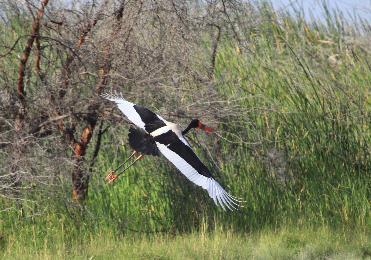 Saddle-billed Stork - Roger Clark