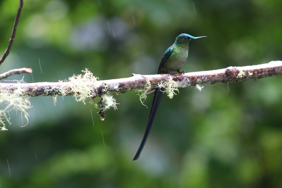 Long-tailed Sylph - ML105559191