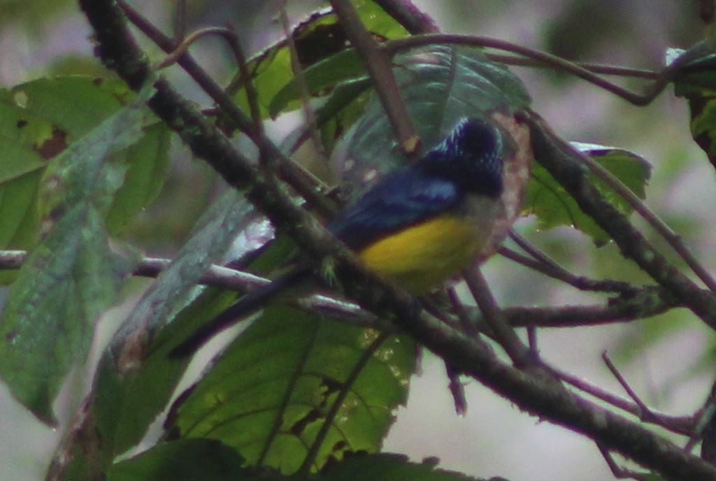 Buff-breasted Mountain Tanager - David Weaver
