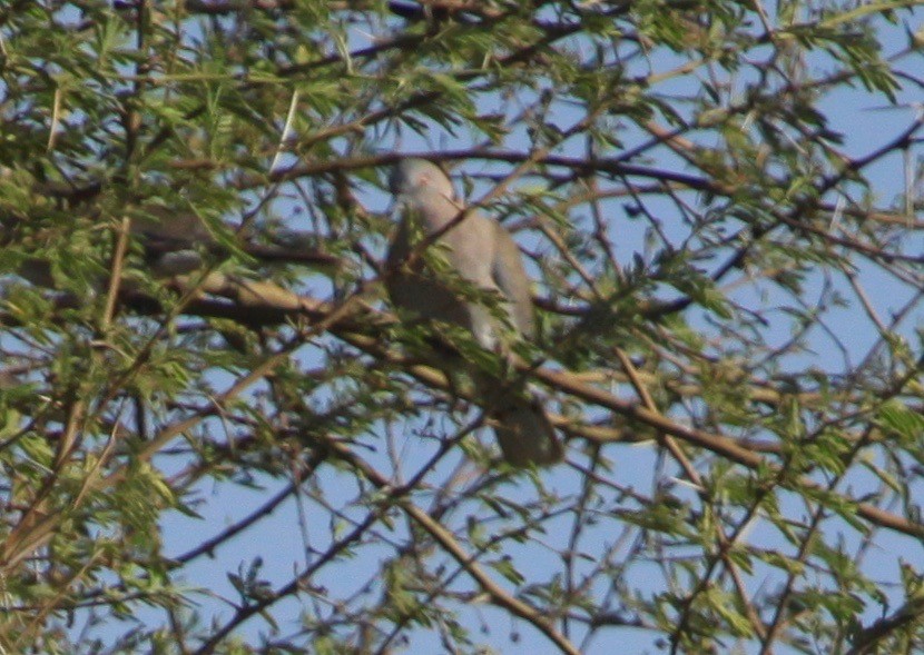 Mourning Collared-Dove - ML105559511