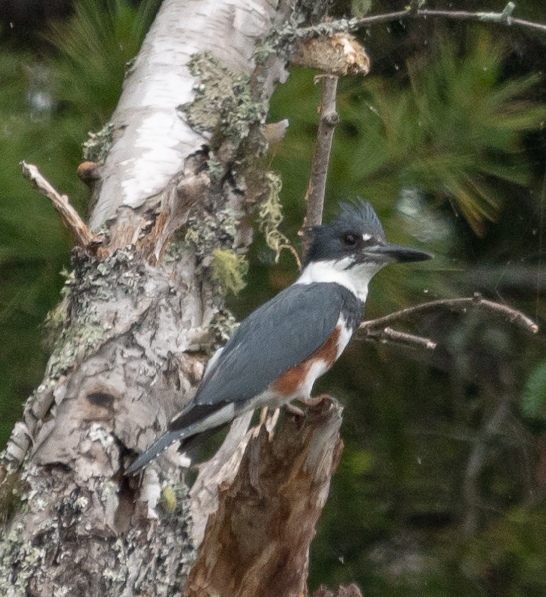 Belted Kingfisher - ML105560781