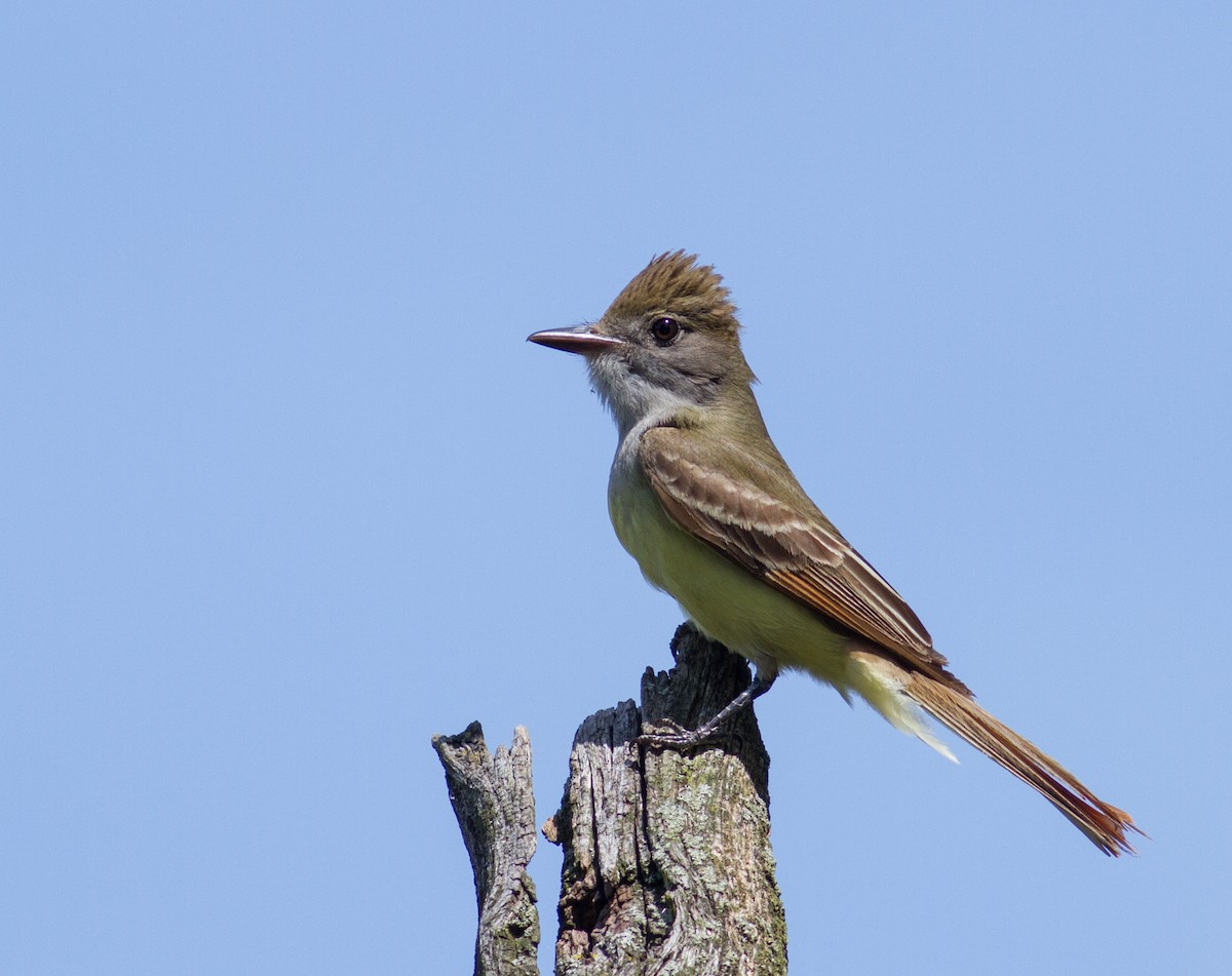 Great Crested Flycatcher - Mary Coomer