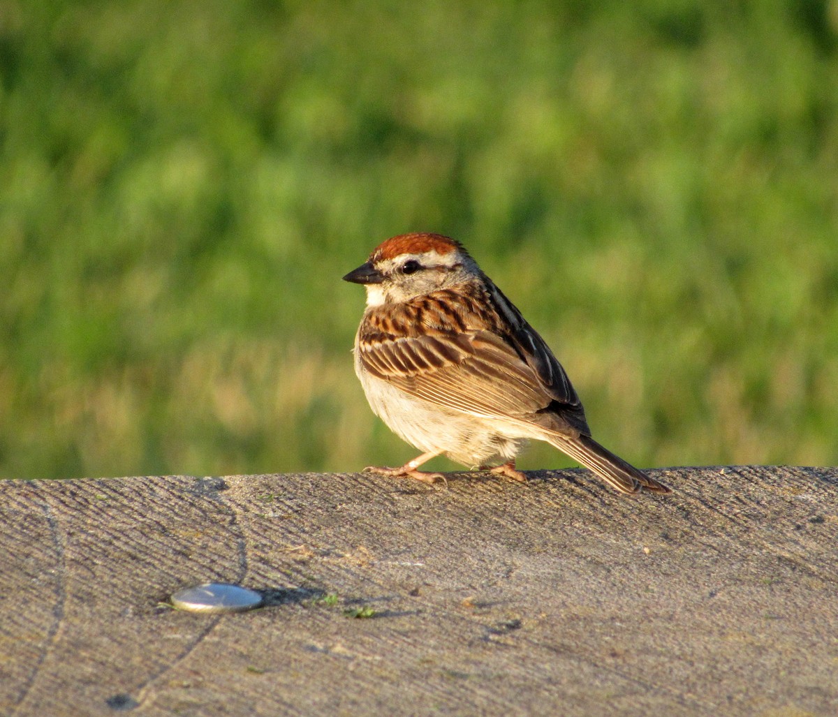 Chipping Sparrow - ML105572521