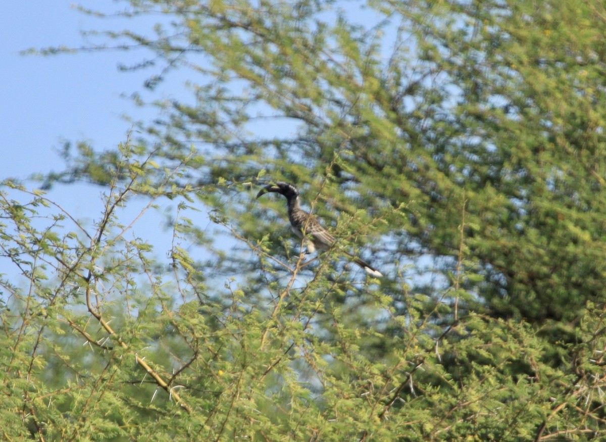 African Gray Hornbill - Roger Clark