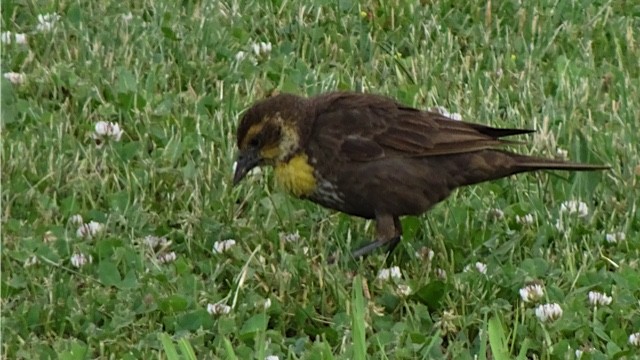 Yellow-headed Blackbird - Debi Shearwater