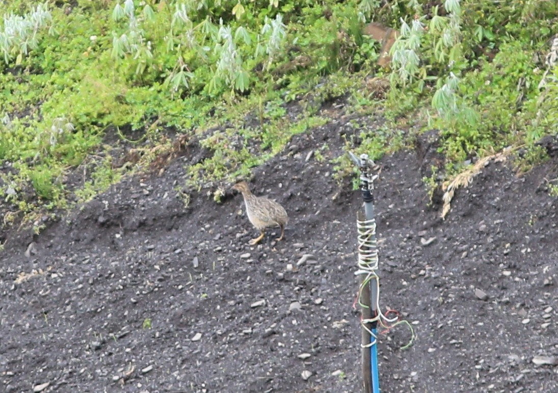 Tinamou des Andes - ML105573541