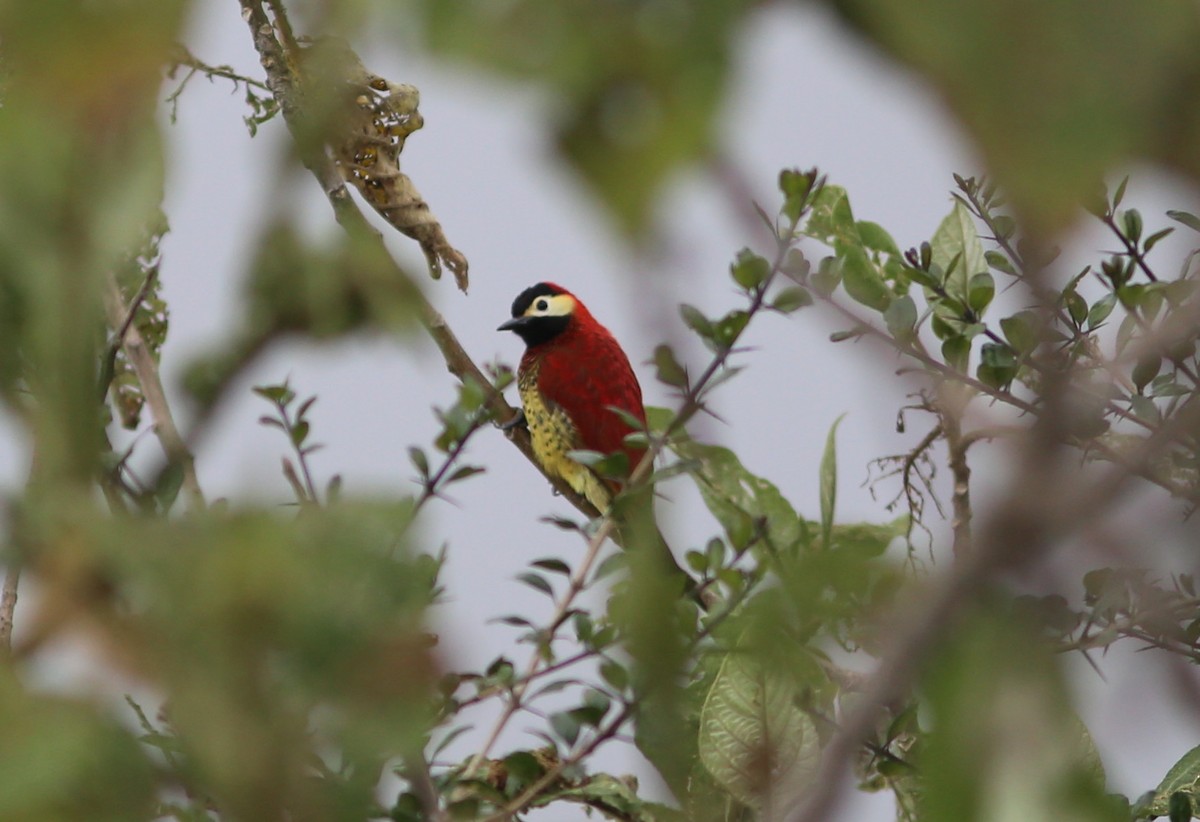 Crimson-mantled Woodpecker - ML105573711