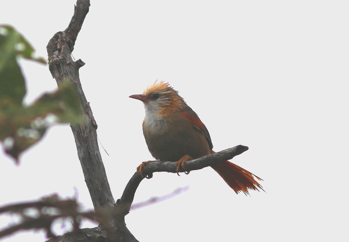 Creamy-crested Spinetail - ML105573931