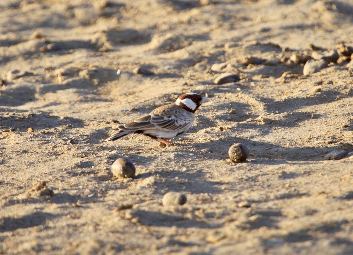 Chestnut-headed Sparrow-Lark - ML105574081