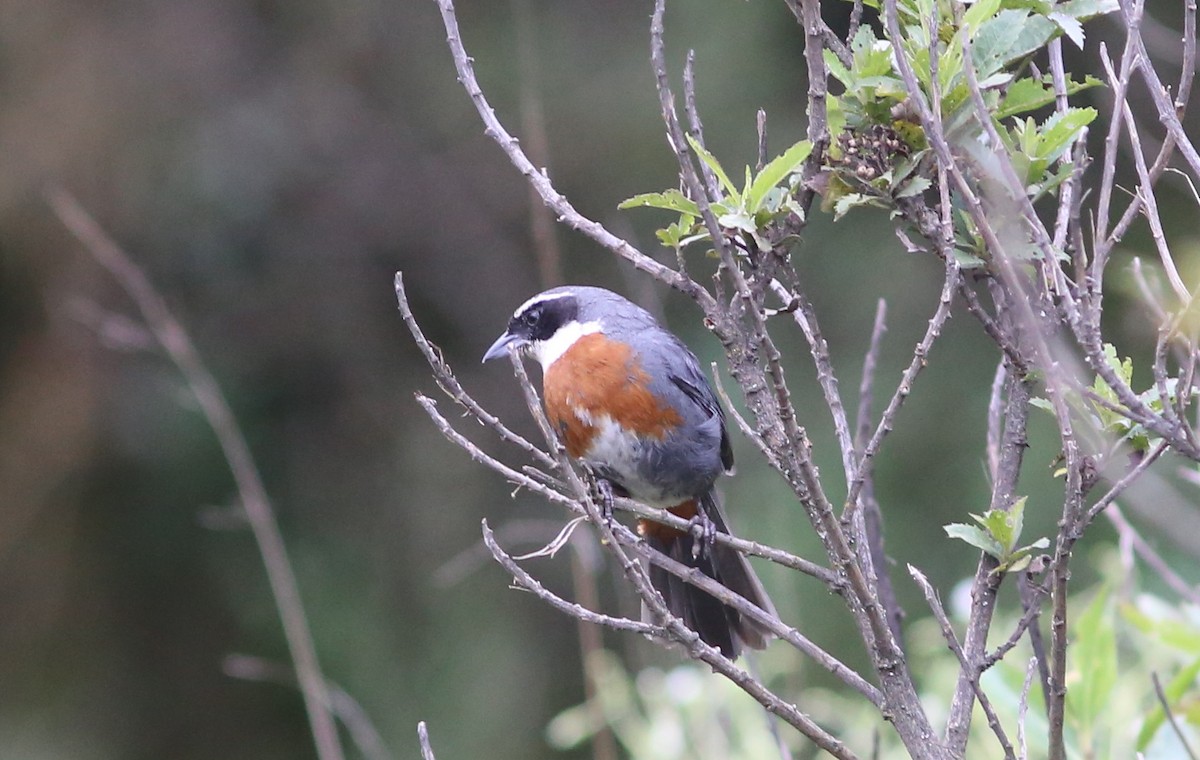 Chestnut-breasted Mountain Finch - ML105574201