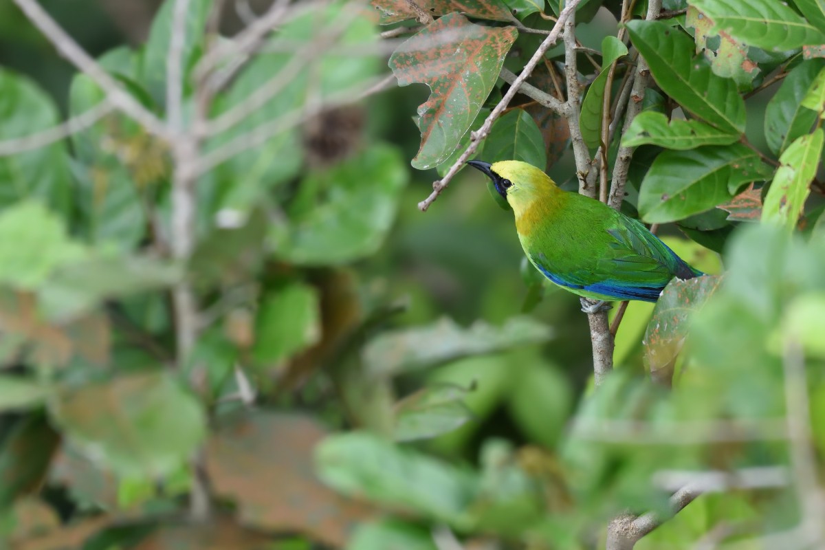 Blue-winged Leafbird - Prayitno Goenarto