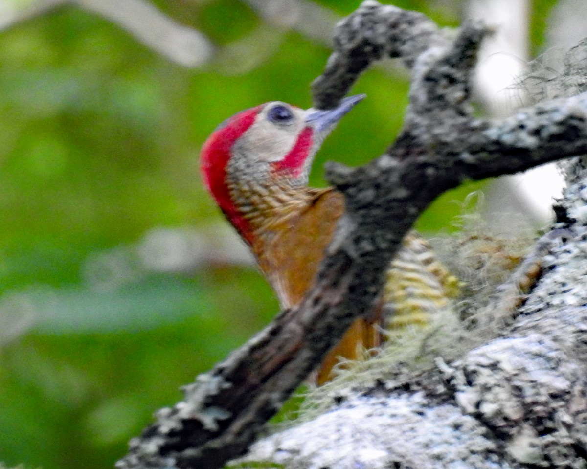 Golden-olive Woodpecker - ML105574871