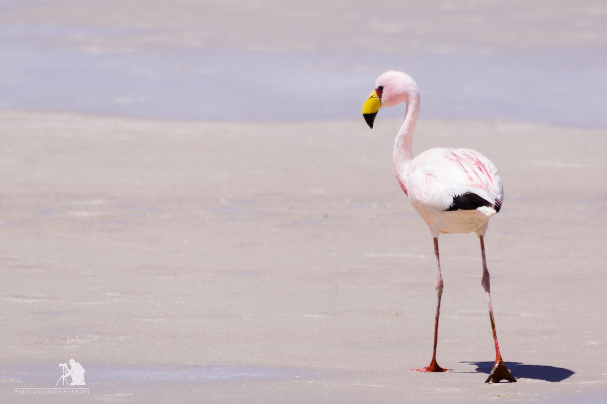 James's Flamingo - Pablo Galdames