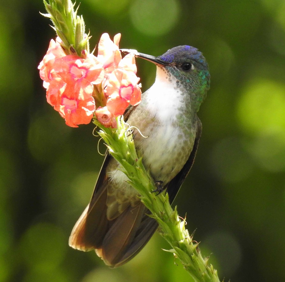 Azure-crowned Hummingbird - Danilo Moreno