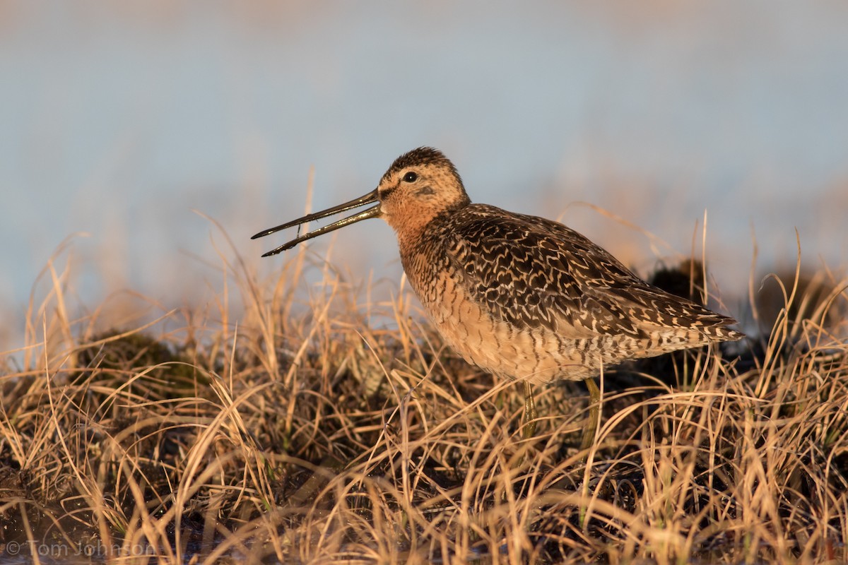 Long-billed Dowitcher - ML105576301