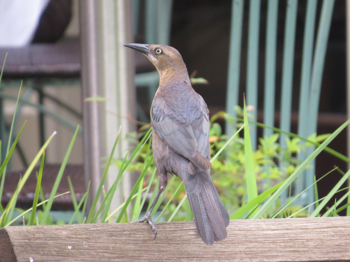 Great-tailed Grackle (Great-tailed) - ML105576721